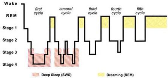 Stádiumok REM alvás (álmok) SWS