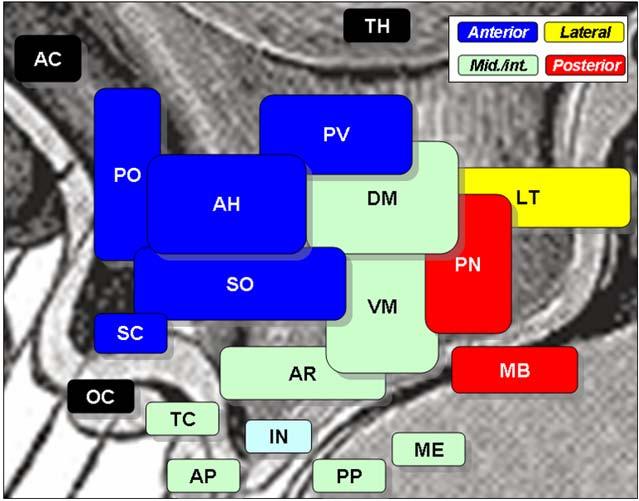 anterior pituitary PP: posterior pituitary ME: median eminence DM: dorsomedial nucleus VM: ventromedial nucleus AR: arcuate nucleus