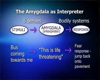 Amygdala Hippocampus Olfactory