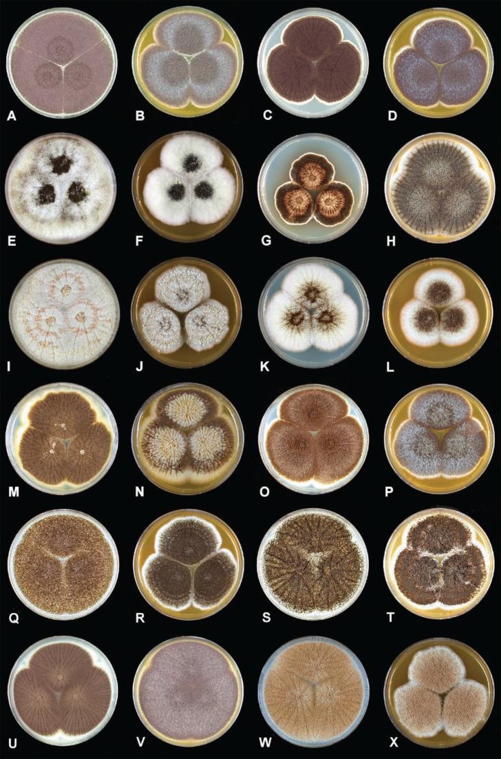 1. ábra. Néhány fekete Aspergillus faj növekedési mintázata CYA és MEA táptalajokon 25 C-on történő, 7 napos növekedés után. (A-B) A. aculeatinus, (C-D) A. aculeatus, (E-F) A. brasiliensis, (G-H) A.