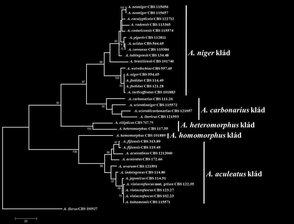 sclerotioniger ITS-szekvenciái megegyeznek, valamint a legtöbb egysoros konídiumtartójú (uniseriate) fajnak is azonos ITS-szekvenciáik vannak (A. japonicus, A. aculeatus, A. uvarum).