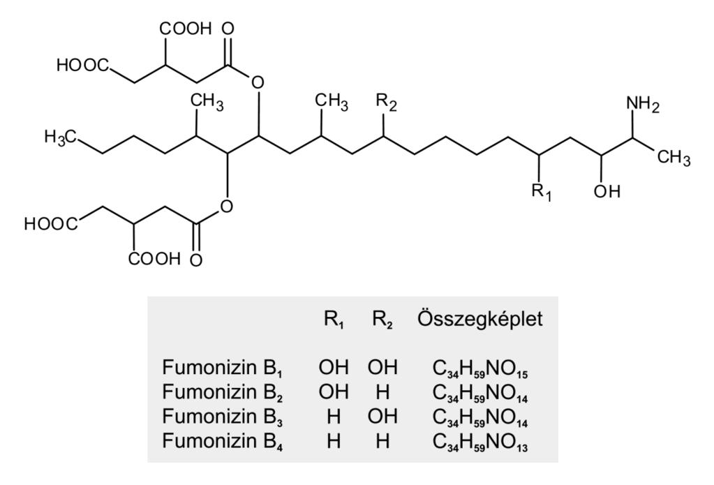 Számos különböző fumonizin izomert azonosítottak (Bartók és mtsai. 2006), a leggyakrabban a B1 (FB1), B2 (FB2) és B3 (FB3) fordulnak elő, ezek mindegyike rákkeltő hatású (5. ábra).