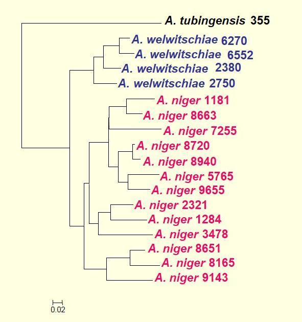 Az A. niger és A. welwitschiae fajok közötti különbség kimutatása UP-PCR analízissel Munkánk során a két nagyon közeli csoport, az A. niger és az A.