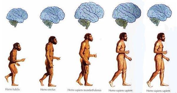 2 millió éve: HOMO HABILIS ( ÜGYES EMBER ) 750 cm 3 agy, emberi fogazat (mindenevő) kavicseszközök, tűz ismerete 1,5 millió éve: HOMO ERECTUS ( FELEGYENESEDETT EMBER ) az első emberfaj Afrikán kívül,