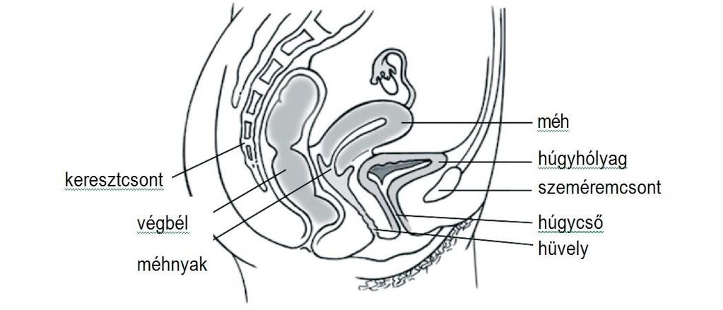 4.4.3. Hüvely (vagina) A hüvely rugalmas szerv, feltárást zavaró eltérése ritka. Síkja a hasfalhoz képest 60 fokkal hátrafelé halad.