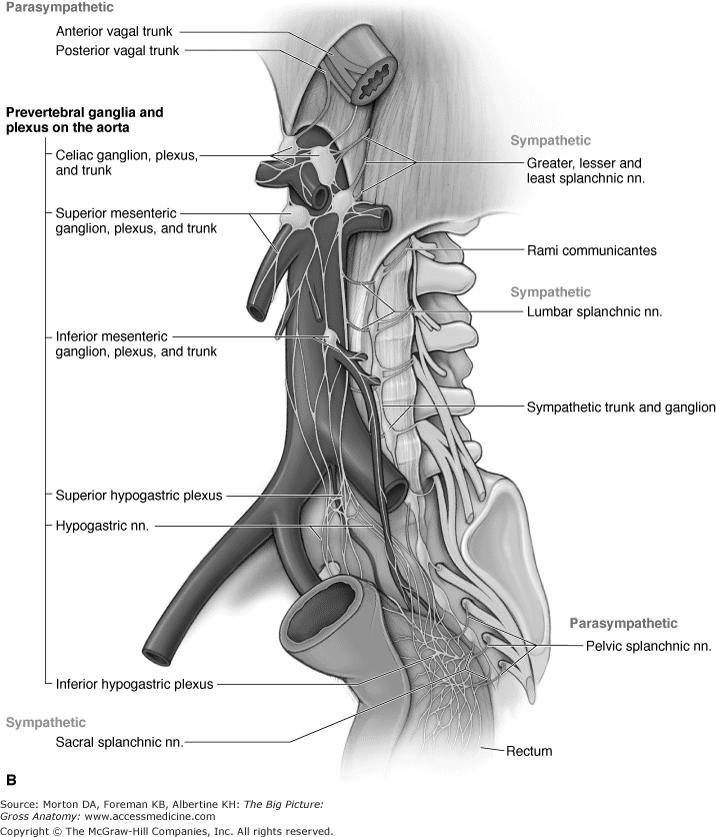 A hasüregben Prevertebralis dúcok ggl. celiacum: gyomor, máj, lép, vese, mvese, pancreas ggl.