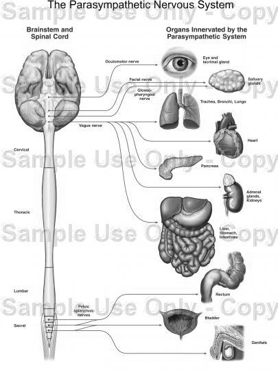 Paraszimpatikus agyidegek: Efferens pályák N. oculomotorius (III) Belső szemizmok: m. sphincter pupillae, m. ciliaris N.