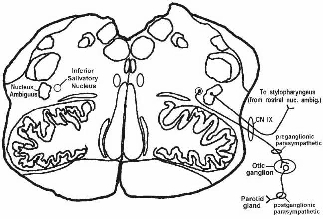 Glossopharyngeal nerve: Inferior salivatory nucl Szimpatikus IR általános jellemzői, szerepe Általában a szervezet általános akvitivás