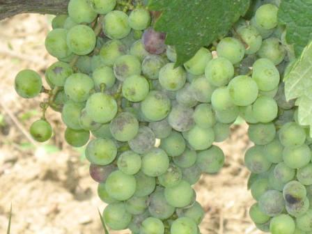 a szőlő. A Borvidéken a szőlő mintegy fele jó állapotú, de a másik felénél rengeteg a "hiba".