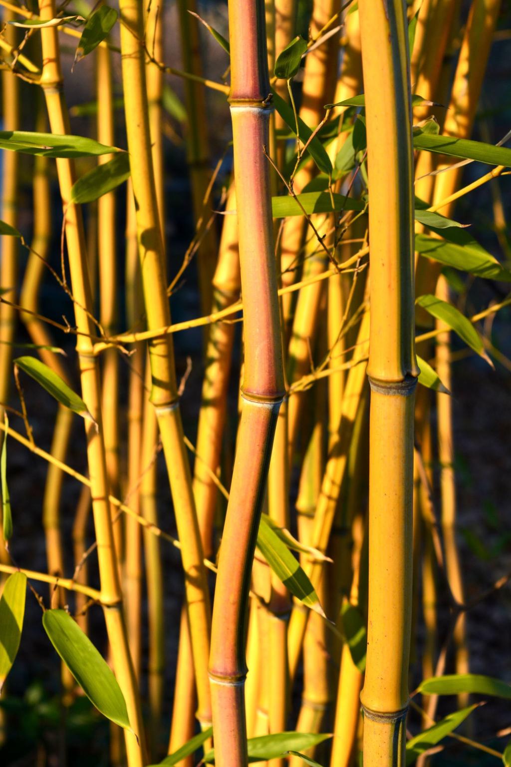 Mutatós bambuszszárak Télen virágzó fákkal és cserjékkel Meglepő, de a mi kontinentális éghajlatunkon is vannak olyan kerti növények, amelyek a tél kellős közepén, novembertől februárig