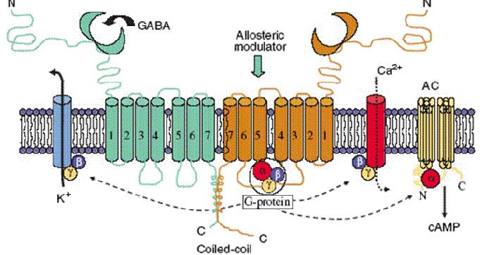 (B) GABA B receptors are composed of two subunits B1 and B2 coupled via a coiled-coil of their C-termini.