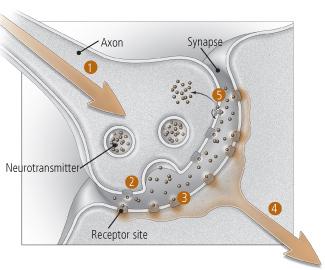1 Introduction Neurotransmission is a process that occurs when a neuron releases substances which transmit a signal to another neuron or target cell across a synapse.