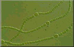 Bacteriumok (Azotobacter,