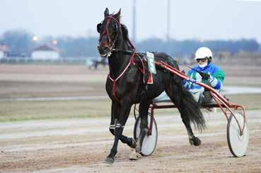 10 Urzulina 1800 m Hajnal Tibor (31,4-5) (Piros, fehér váll) 5 pk Maximus Lindy - Cicciolina Fling / Supergill Hajnal Tibor Istálló: Napsugár i. 17.8 17.8-2461000 Ft Élet stat.