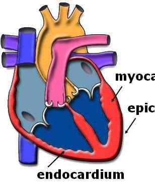Szív üregei Hosszanti sövény: septum cordis JOBB és BAL szívfélre osztja Mindkét szívfél tovább oszlik: felül a pitvarok - atrium alul a kamrák - ventriculus helyezkednek el 4 üreg!