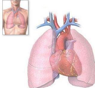 Szív cor anatómiai felépítése A keringési rendszer központja.