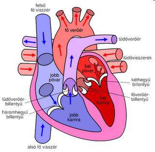 Test O2-ban szegény vérét viszi a tüdőbe Kisvérkör: jobb kamra, tüdőartériák a.