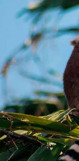Madagaszkár őshonos élővilágának 80%-a a világon csak itt fellelhető, endemikus faj. ző finomságok kóstolhatók.