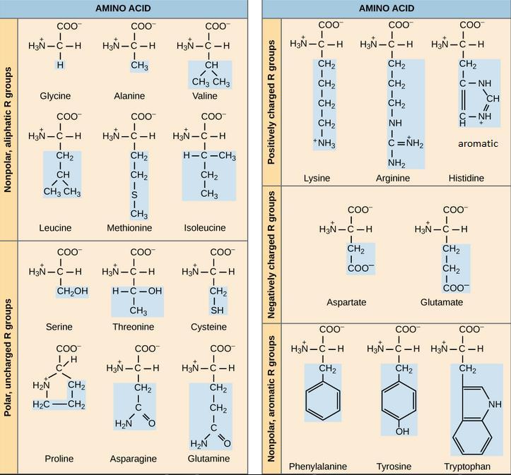 4. AMINOSAVAK, FEHÉRJÉK - Mi az α-aminosav definíciója? a.) Milyen típusú reakció a polipeptidek kialakulása? b.) Melyik aminosav tartalmaz szekunder nitrogént? i.