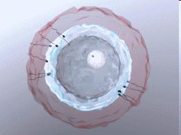 Megtermékenyítés A petesejt külső rétegén csak egyetlen spermium hatolhat