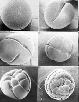 Miután a spermium magja egyesült a petesejt magjával, vagyis a megtermékenyítés után órákon belül megkezdődik a zigota belső osztódásának folyamata.