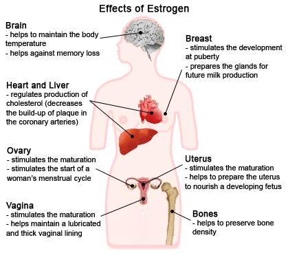 inhibitor ERβ: excitátor Ösztrogének egyéb hatásai Agy: Szív, máj: Hőszabályozás, memória Emlő: Fejlődés