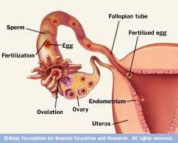 Megterméke nyítés Tuba uterina 5 órát vesz igénybe Spermiumok: 200