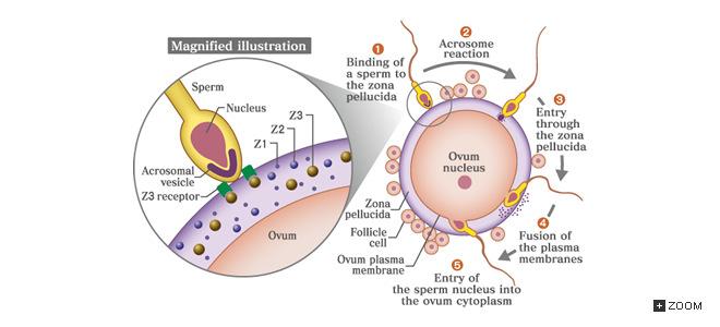 - ZP3 & spermium membrán R [Ca 2+ ] i akroszóma exocytosis zona pellucida enzimes