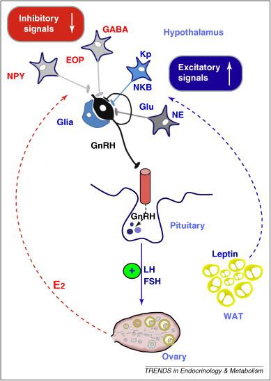 GnRH neuronok szabályozása Pubertáskor a