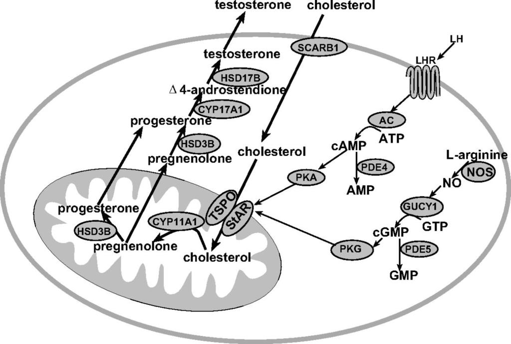 Leydig sejtek translocator protein (TSPO) steroidogenic acute regulatory (StAR) protein