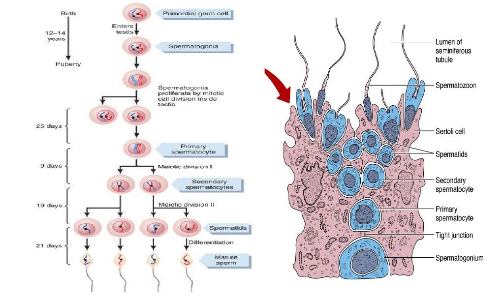 Spermatogenezis Spermatogenezis Sertoli sejtek funkciója Vér-here gát (BTB) tight junction Fejlődő spermiumok táplálása Lumen folyadék