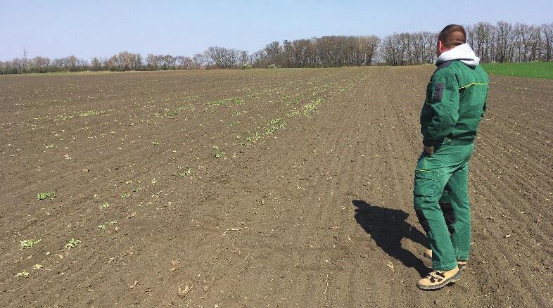 50 ha repcénk volt, és ebből idén 20 ha DEKALB repcénk nem kelt ki az őszi időjárási viszontagságok miatt, de szerencsére van olyan táblánk is, ami szépen fejlődik, ahol több csapadék esett.