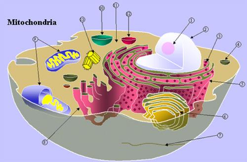 A sejtben az anyagtranszport száára az oldattól eltérő körülények találhatók.