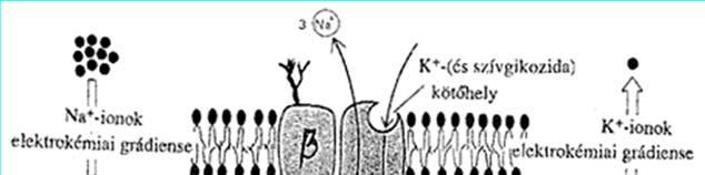 Transzportodell az eredő fluxus = 0 ΣJ=J K ++J Na ++J l -=0 Nátriu káliu pupa antiporter Ioneloszlás fenntartása aktív transzporttal 3 Na + K + kötőhely Na-ionok elektrokéiai