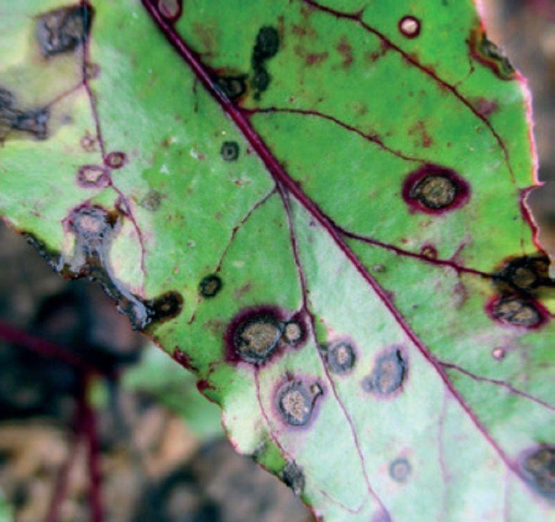 A cékla gyökérfekélyét is okozó cékla pleospórás betegsége a növény különböző fejlődési állapotaiban észlelhető.