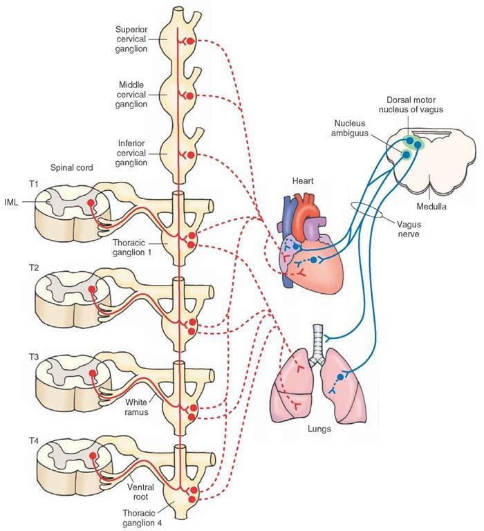 A szív és a tüdő paraszimpatikus beidegzése szimpatikus paraszimpatikus szív: ggl. cervicale sup. ggl. cervicale med. ggl. cervicale inf. ggl. 1 r.c. albus radix ventr. ggl. 4 n.