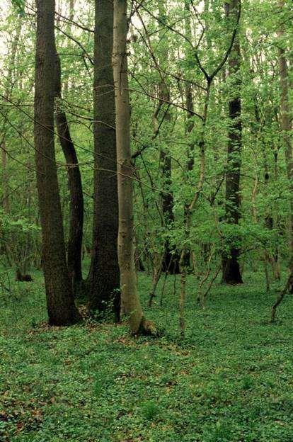 Vizes élőhelyek