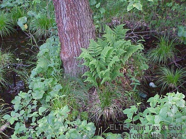 Vizes élőhelyek égerlápok, Dryopteris