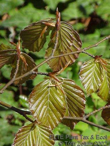 Bükkösök Fagus