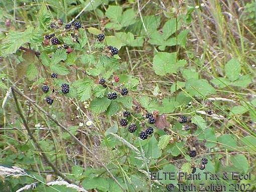 Rubus idaeus Bükkösök