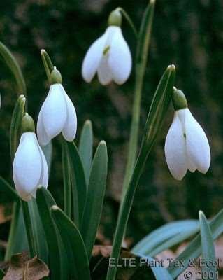 tavaszi geofitonok Galanthus