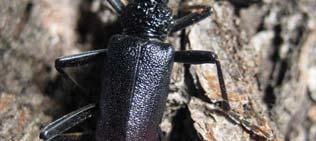 Ezek a mutatós, viszonylag nagytermetű bogarak kizárólag hegyvidéken élnek, és általában ernyősvirágzatúakon találhatóak.