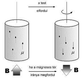 A spinkvantumszám csak ½ leet, így az S saját perdületnek (vagy spinnek) is csak egy értéke van. Ez nem jelent további alállapotokat.