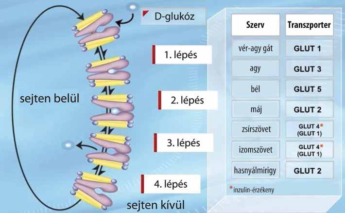 ábra), amelyek a glukóz transzportban szerepet játszanak: a GLUT1 a vörösvértestekben és a vér-agy gátnál működik, alacsony vércukorszint esetén fokozódik a membránokban az expressziója és fordítva,