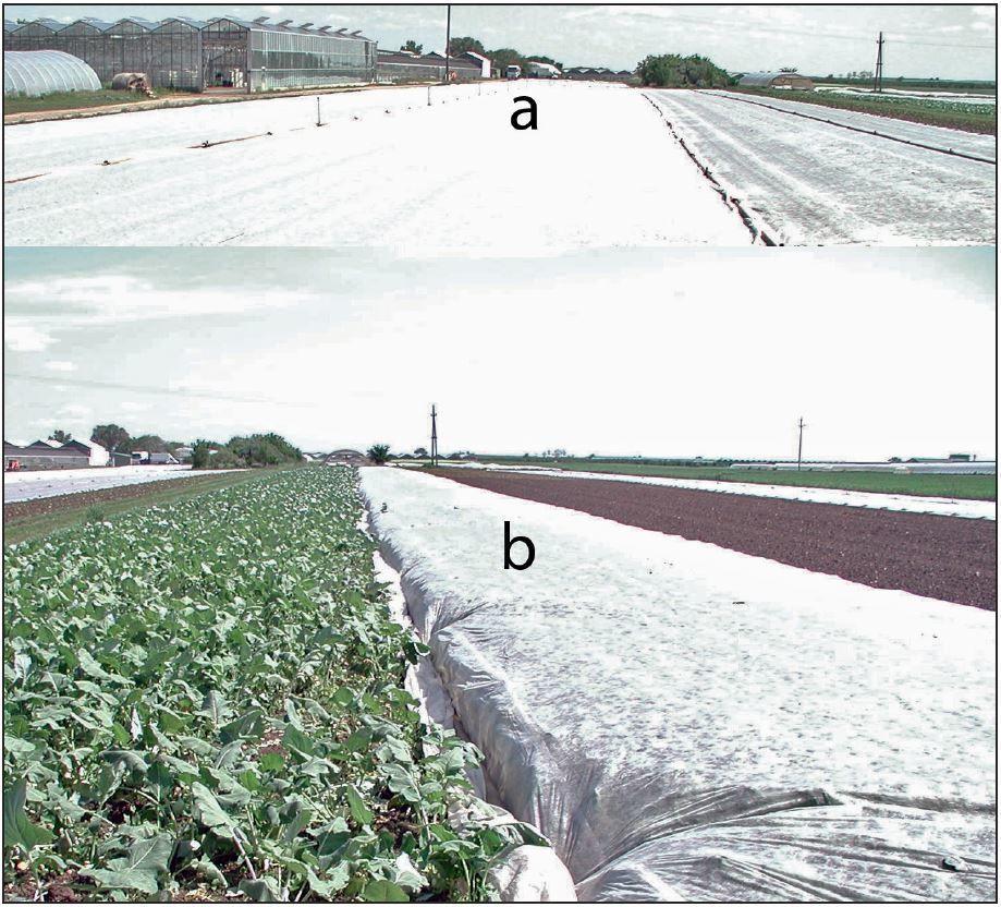 Fátyolfóliás takarás ausztriai biogazdaságban A teljes termőfelület is fedhető fóliával (3. ábra, a), arra különleges fátyolfóliát használnak, úgy lehetséges az esőz esőztető öntözés.