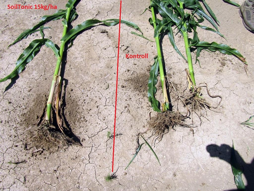 SoilTonic kukorica