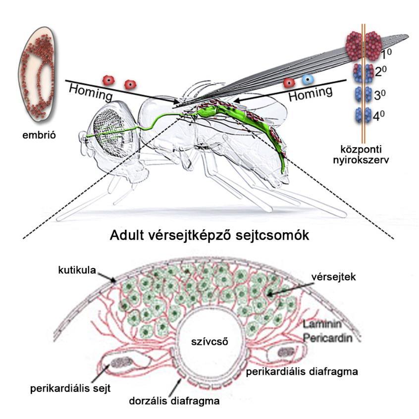 1.4. A báb és az adult vérsejtjei A báb stádiumban a vérsejtképző kompartmentumok szerkezete felbomlik, azokból a hemociták felszabadulnak, a fagocita sejtek részt vesznek a szövetek átrendeződése