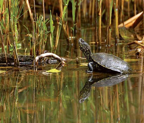 Fiatal mocsári teknős a Bajdázói-tóban. Ez a börzsönyi állomány az egyik legmagasabban élő populáció. élőhelyen találjuk. Legerősebb a spanyol állomány, rögtön mögötte mi következünk.