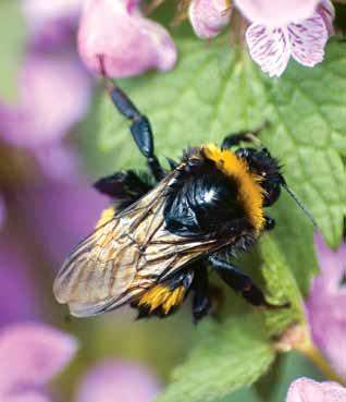 Egyes esetekben az adott növény virágzása idején nem elég magas a hőmérséklet, vagy túl speciális a virág alakja ahhoz, hogy a házi méh betölthesse szerepét. A poszméhek bundás, hőtermelő(!