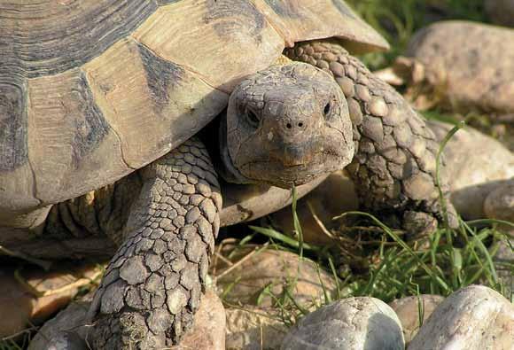 kedvencem a görög teknős A görög teknősök csak látszólag igény telen állatok. Fontos számukra a napozás, a friss levegő, a terjedelmes férőhely és persze a változatos táplálék.